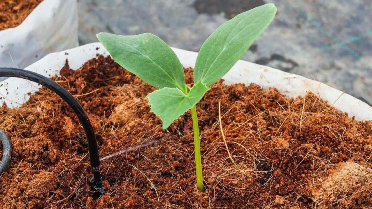 misya-tarim-urunler-cocopeat (3) misya-tarim-urunler-cocopeat (3)